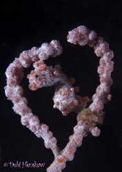 "I Love You 2" Another angle of the heart encased pygmy :o) by Debi Henshaw 